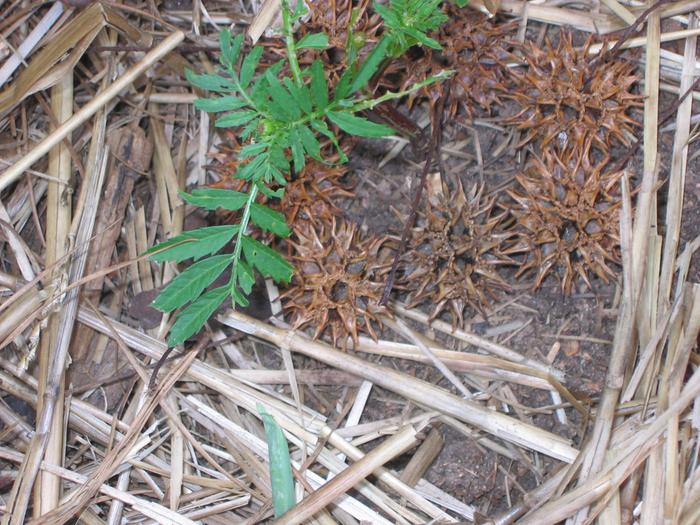 circling the seedlings due to your mention of sweet gum balls