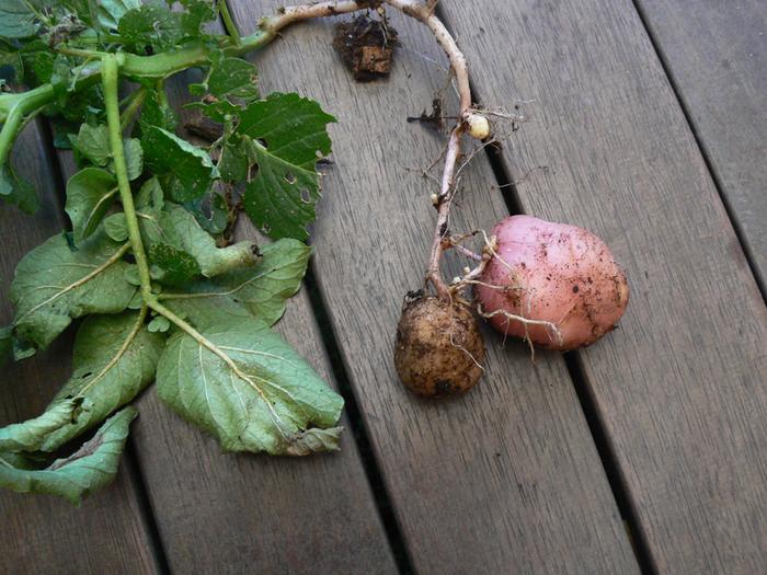 two potato varieties on the same plant