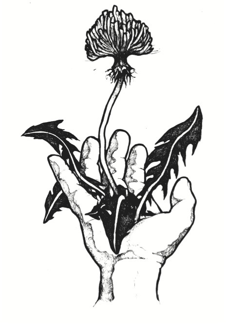 [Thumbnail for dandelion.jpg]