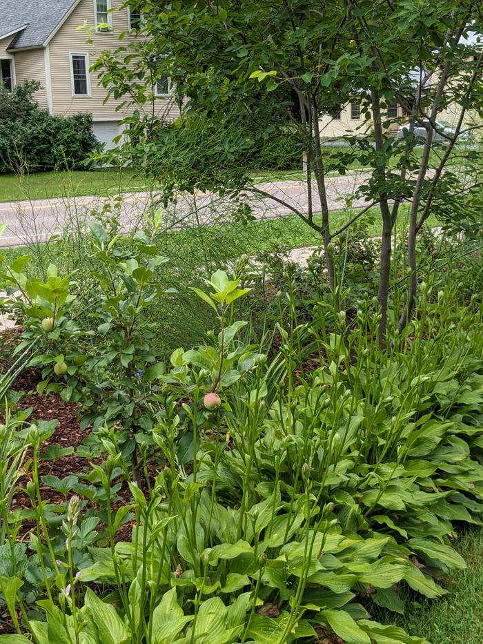 First apples near serviceberry tree, behind asparagus and Regents