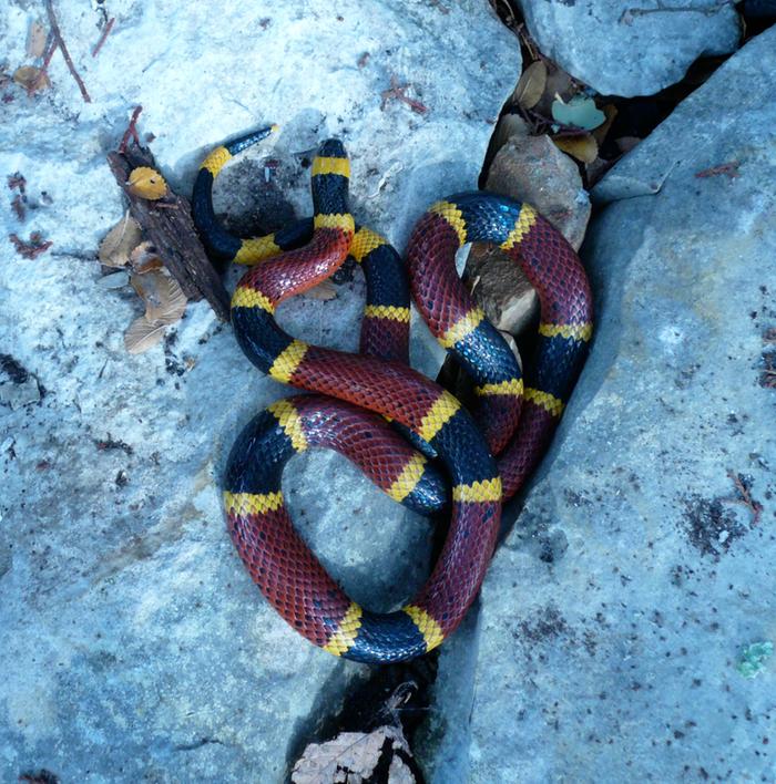 [Thumbnail for coralsnake.jpg]