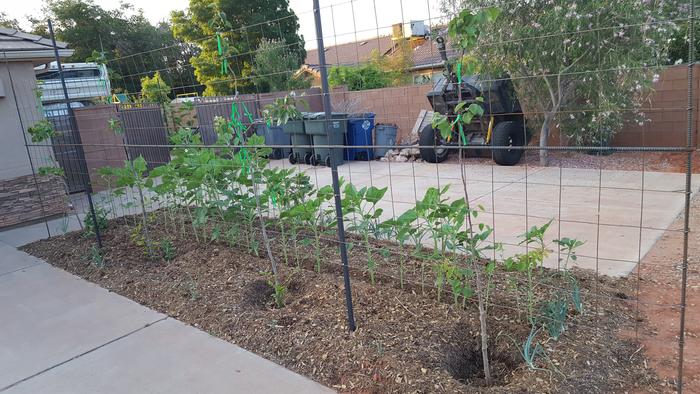 sunflowers, the persimmons and apricot this morning.