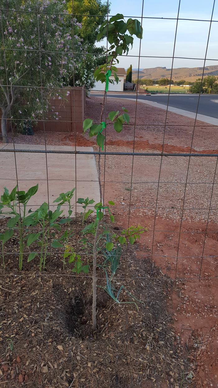 the Mormon apricot/ Chinese apricot.