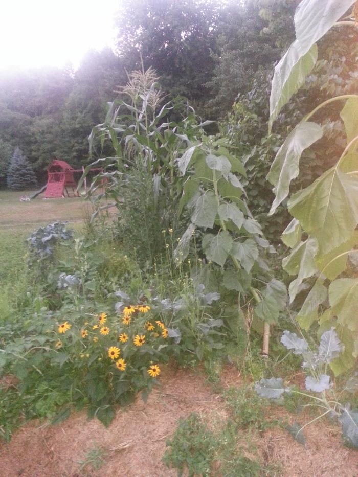 [Thumbnail for 20160726_210019-1.jpg]
