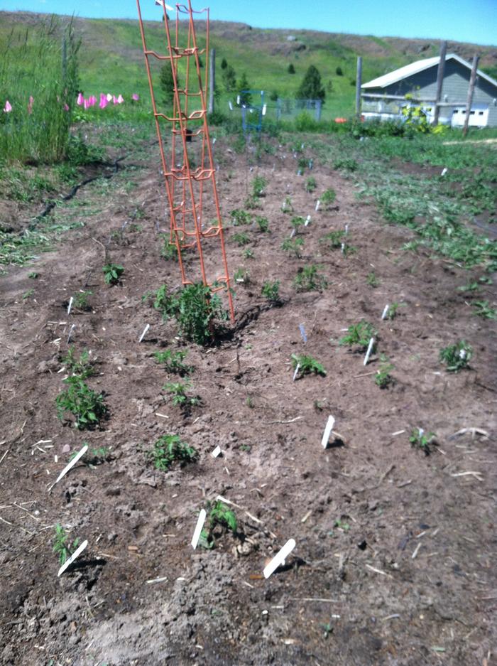 Tomato bed ~20 days after frost damage