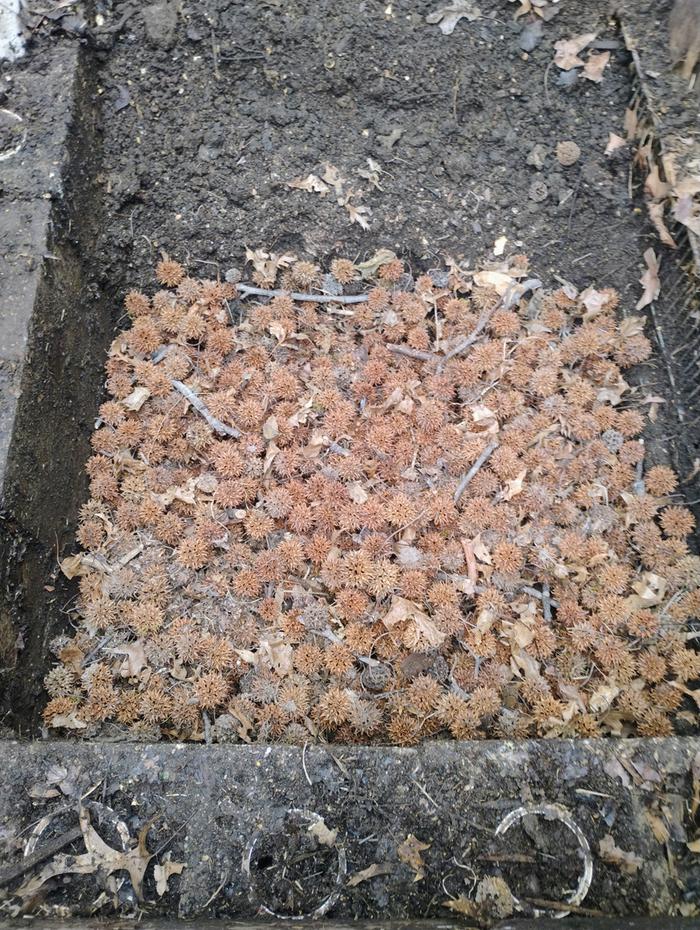 Replaced with sweetgum balls