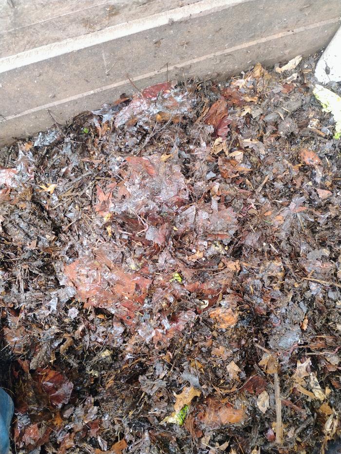 Unfinished compost back on top, ready for the hens