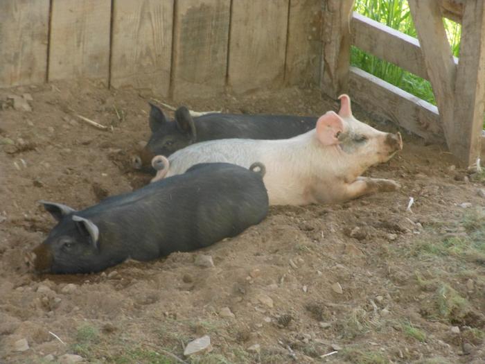 [Thumbnail for DSCN5211.JPG]