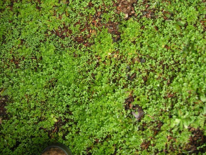 [Thumbnail for garden-(27).JPG]