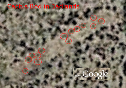 [Thumbnail for cactus-satellite.jpg]