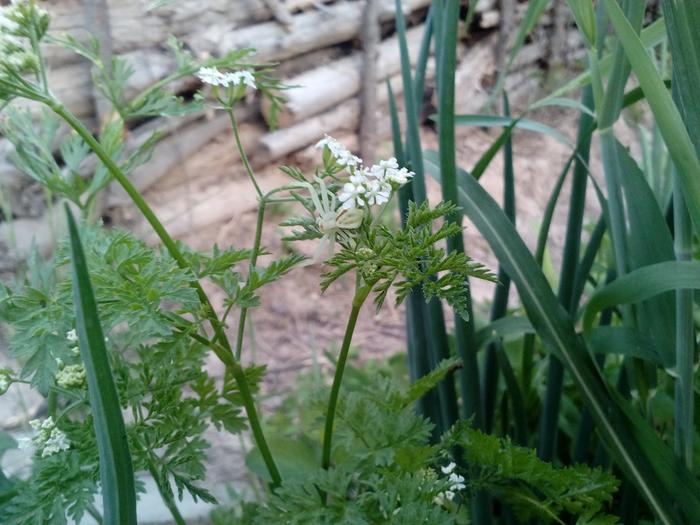 Chervil and Crab Spider