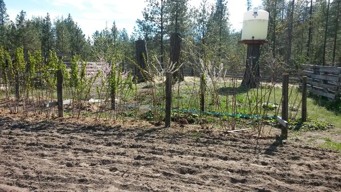 raspberries in my 2016 garden