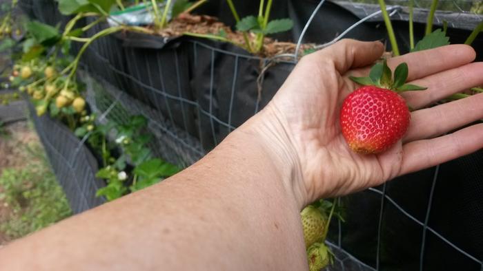 big strawberry