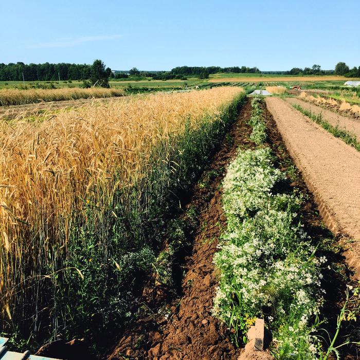 rye insitu mulch