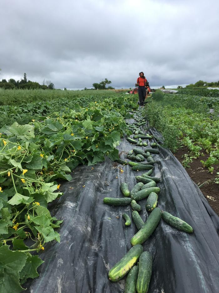 cucumbers