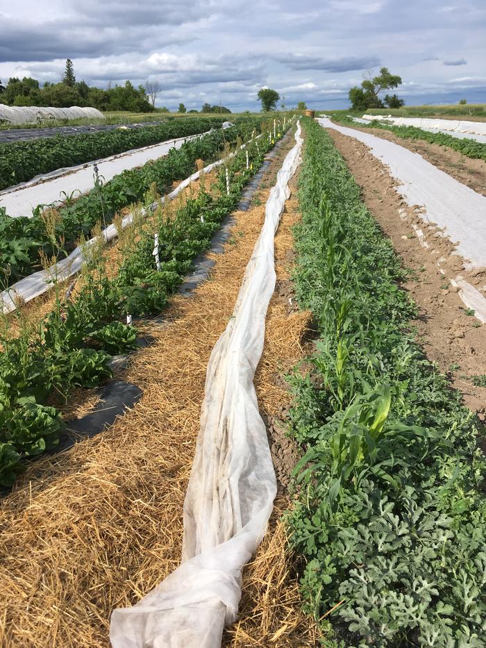 Permanent poly for fruit trees, berries and sorrel interdeopped with annual garden beds