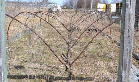 [Thumbnail for Snow-Damaged-Hoop-House2.jpg]