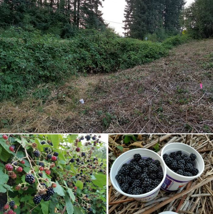 [Thumbnail for blackberry-fence-harvest.jpg]