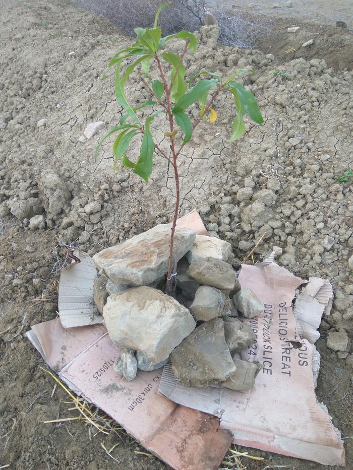 small fruit tree trnasplanted on a swale