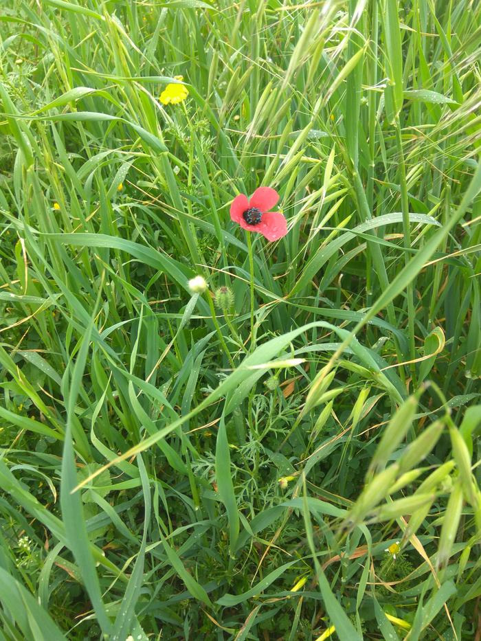 grass and oats on a swale