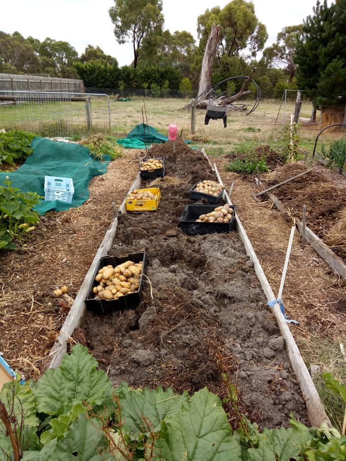 Planting potatoes from the market