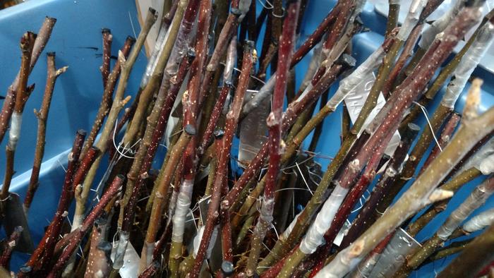 Bench grafted apple trees soaing in a bucket