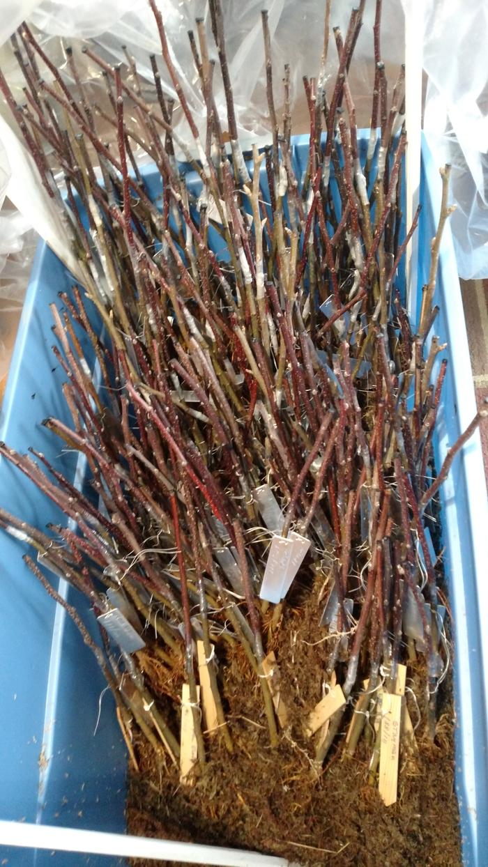 Bench grafted apple trees heeled in ready to plant