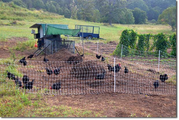 [Thumbnail for chicken_tractor_on_steroids_PermacultureNews.org.jpg]