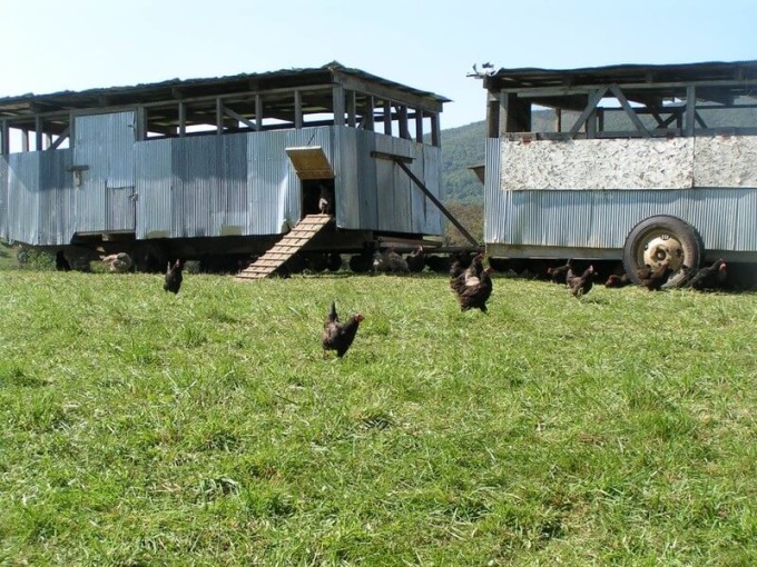 [Thumbnail for eggmobile-AbundantPermaculture.com.jpg]