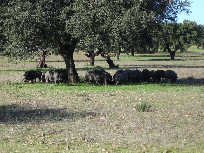 [Thumbnail for Dehesa_Pigs_Extremadura_by_comakut_WikiMedia.org.jpg]
