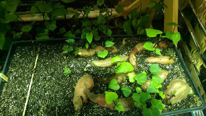 growing sweet potato slips