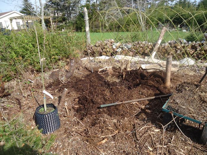 Fedge as a perimeter fence - this has grown well and filled in perfectly in a couple of years