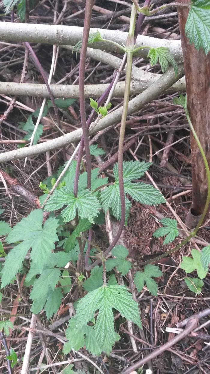 really useful plant turned up along the deadhedge