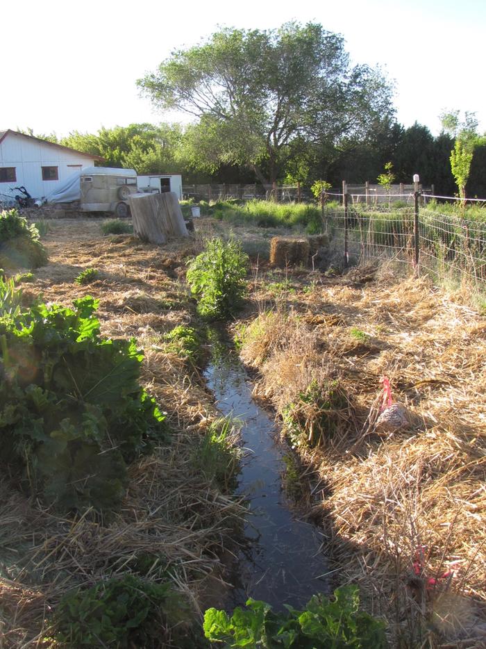 [Thumbnail for irrigation-and-mulch.jpg]