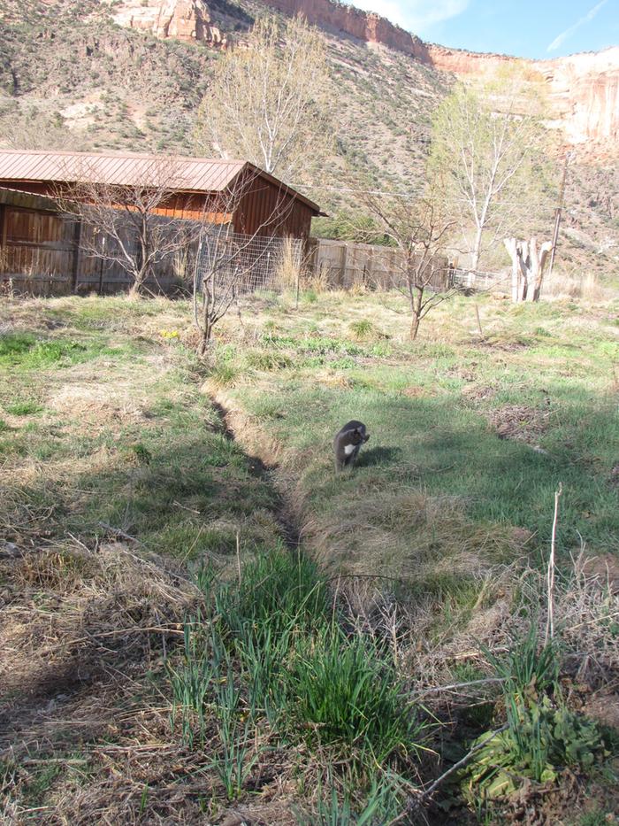 [Thumbnail for irrigation-furrow.jpg]