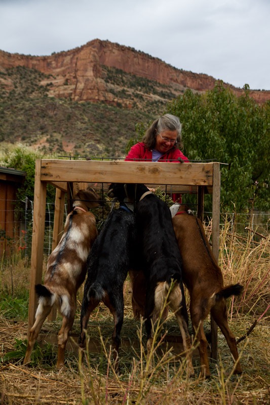 [Thumbnail for goats.jpg]