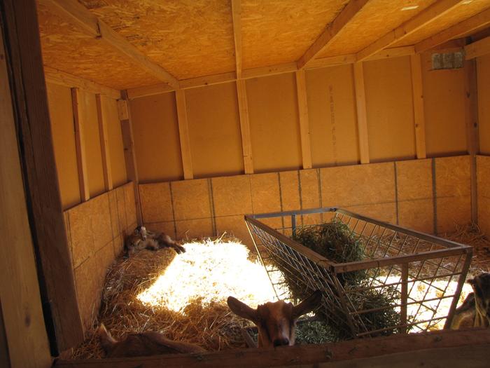 [Thumbnail for goat-lounge.jpg]