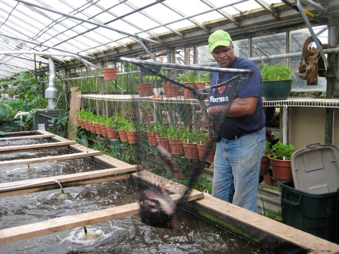 Will Allen netting fish from an aquaculture pond.