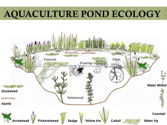 graphic of aquaculture pond ecology