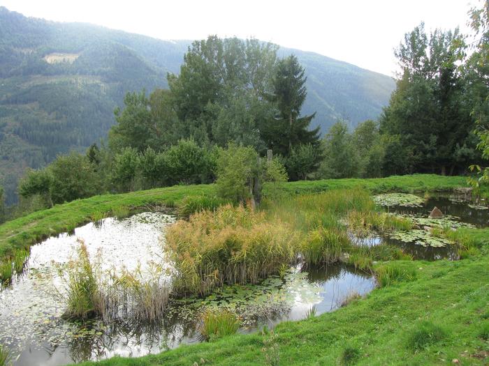 crawfish pond at Sepp Holzer's Krameterhof