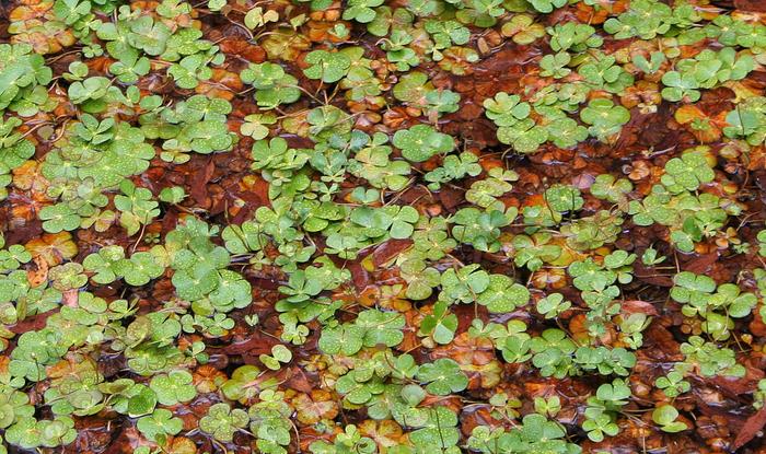 edible water clover floating in a pond