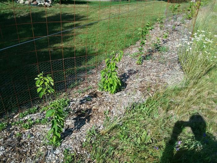 hazelnuts as a living fence