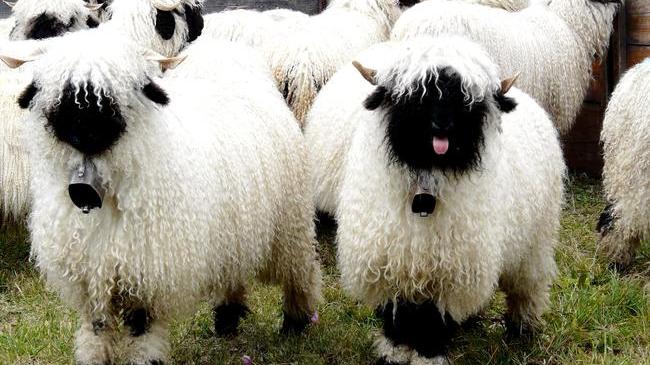 [Thumbnail for Valais-Blacknose-Sheep-Swiss-Breed-tongue-out.jpg]