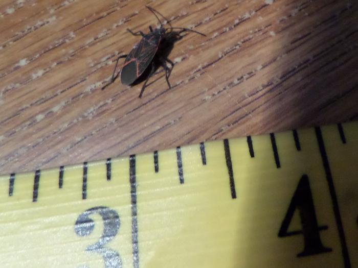 Box Elder bugs showing the size