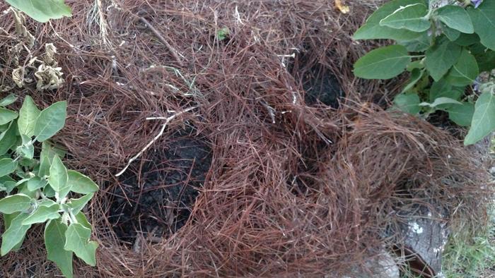 [Thumbnail for CritterDamage1.jpg]