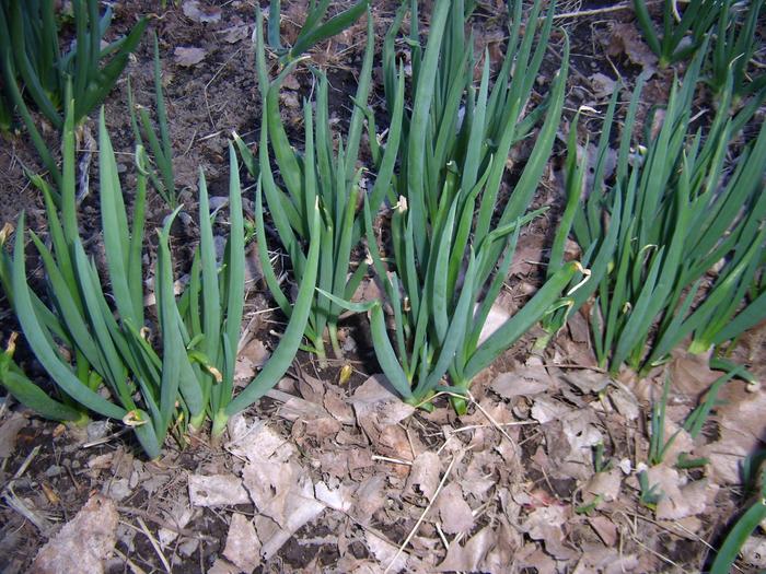 perennial onions in spring