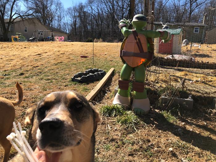TMNT