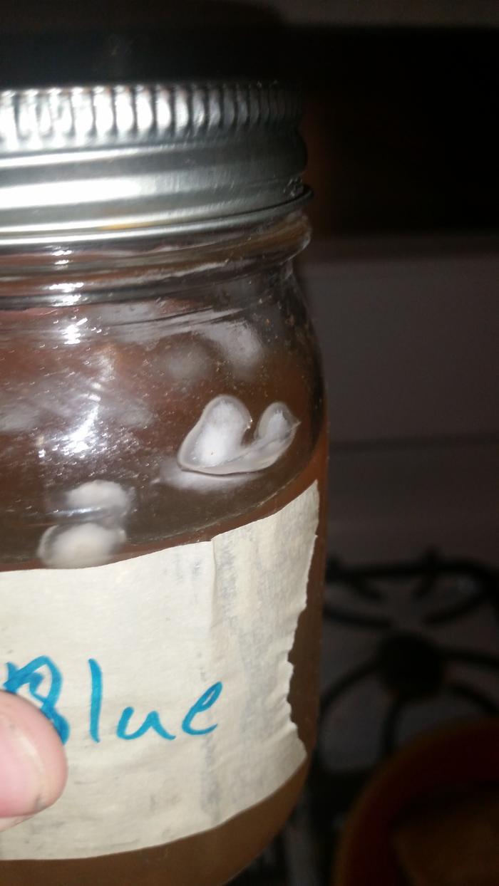white fuzzy gel in fungi liquid culture jar