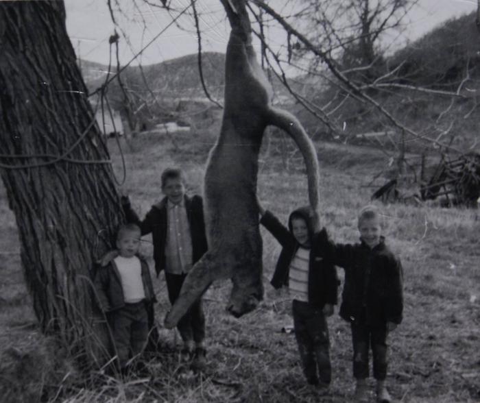 [Thumbnail for moutain-lion-cougar.jpg]