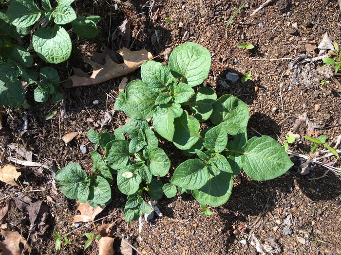 potato plant identification